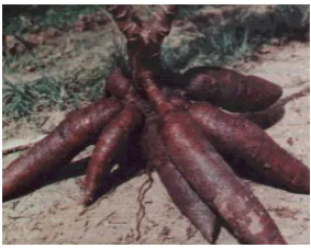 Gambar 1  Umbi singkong. 