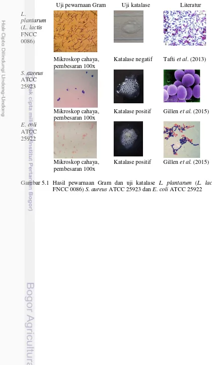 Gambar 5.1 Hasil pewarnaan Gram dan uji katalase L. plantarum (L. lactis 