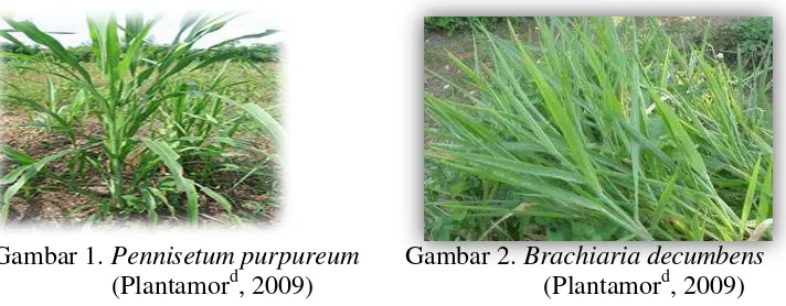 Gambar 3. Ciperus kyllinga                 Gambar 4. Leucaena leucocephala dd
