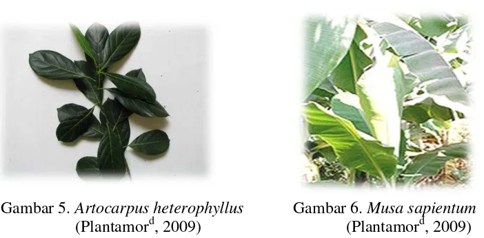Gambar 5. Artocarpus heterophyllus            Gambar 6. Musa sapientum     dd