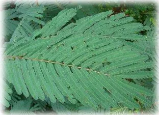Gambar 10. Calliandra calothyrsus                     (Forest dan Kim Starr, 2006)                                         (Flickr, 2008) 