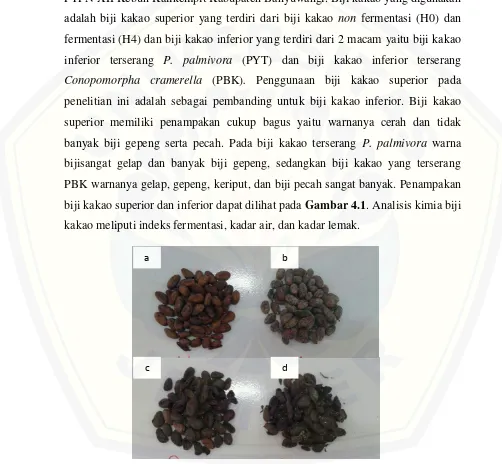 Gambar 4.1 Penampakan Biji Kakao Superior dan Inferior (a) Biji Kakao Superior non fermentasi; (b) Biji Kakao Superior Fermentasi; (c) Biji Kakao Inferior Terserang P