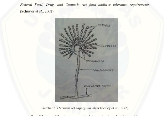 Gambar 2.3 Struktur sel Aspergillus niger (Seeley et al., 1972)