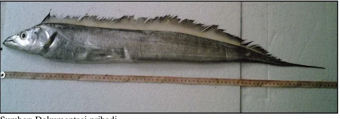 Gambar 1. Ikan layur (Lepturacanthus savala) 