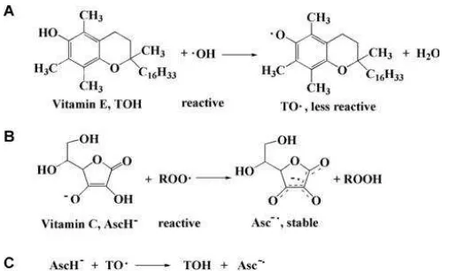 Gambar 2.4 Reaksi langsung vitamin E (TOH) dengan ▪OH (A) dan vitamin C (AscH-) dengan ROO▪ (B) dan regenerasi vitamin E dari vitamin C (C) (Sumber : Lu et al., 2010) 