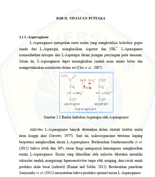 Gambar 2.1 Reaksi hidrolisis Asparagin oleh Asparaginase
