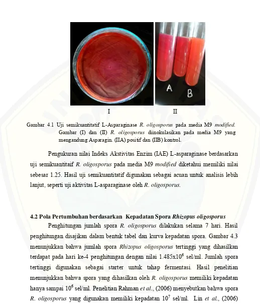 Gambar 4.1 Uji semikuantitatif L-Asparaginase R. oligosporus pada media M9 modified. 