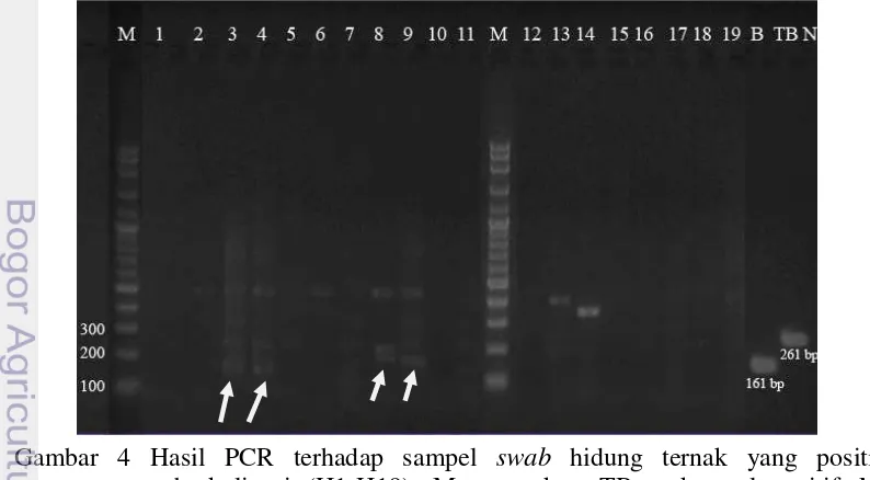 Gambar 4 Hasil PCR terhadap sampel swab hidung ternak yang positif tuberkulinasi (H1-H19)