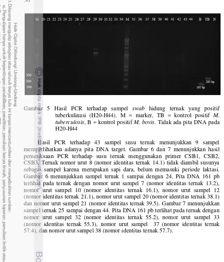 Gambar 5 Hasil PCR terhadap sampel swab hidung ternak yang positif 