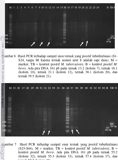 Gambar 6  Hasil PCR terhadap sampel susu ternak yang positif tuberkulinasi (S1-