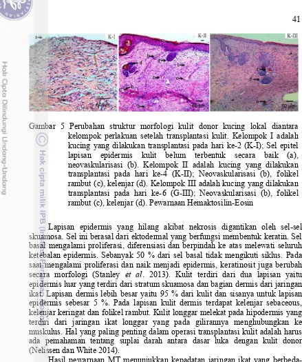 Gambar 5 Perubahan struktur morfologi kulit donor kucing lokal diantara 