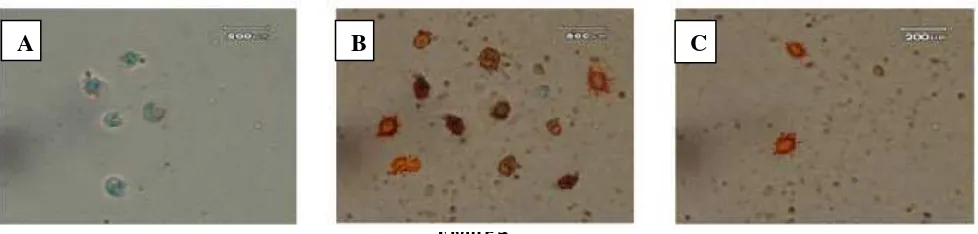 Figure 4. VCAM-1-positive rabbit aortic endothelial cells in immunohystochemical studies using  