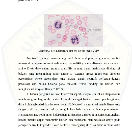 Gambar 2.4 sel neutrofil (Sumber : Eroschencho, 2010) 