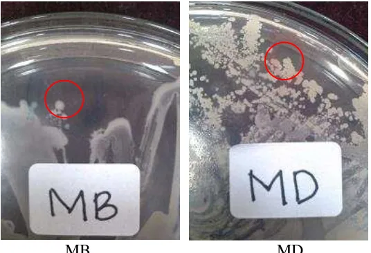 Gambar 7. Hasil surface platting isolat Rhizobacteri indigenous Merapi MB dan MD pada media LBA standar 