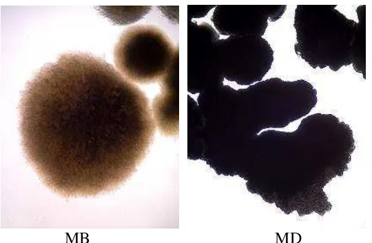 Tabel 4. Deskripsi Rhizobacteri indigenous Merapi MB dan MD 