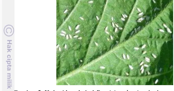 Gambar 5  Koloni kutukebul Bemisia tabaci pada daun tanaman kedelai 