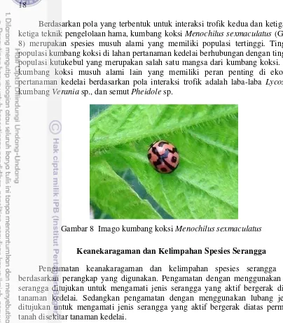 Gambar 8  Imago kumbang koksi Menochilus sexmaculatus   