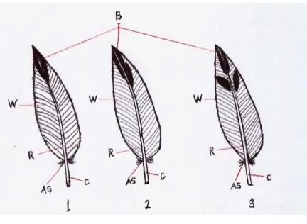 Figure 2.  The Characteristic of Back Colour was 