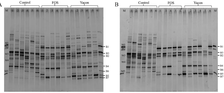 Fig. 1. PCR-DGGE proiles representing the (A) fecal week 4 and (B) cecal bacterial community in Sprague Dawley (SD) rats fed the control, yacon and FOS diets .