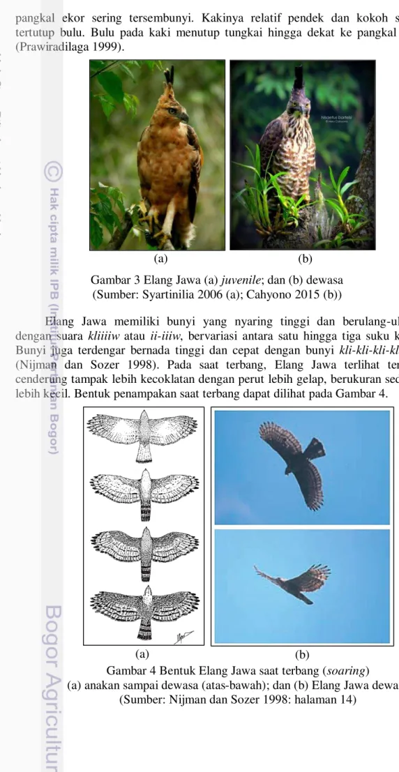 Gambar 3 Elang Jawa (a) juvenile; dan (b) dewasa  (Sumber: Syartinilia 2006 (a); Cahyono 2015 (b)) 