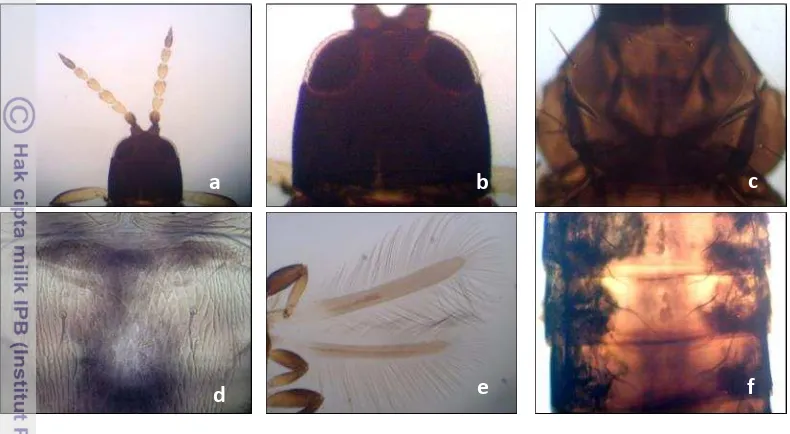 Gambar 3  Karakter morfologi  Liothrips (a) antena, (b) kepala dengan alat mulut yang melingkar, (c) pronotum, (d) metanotum, (e) sayap tanpa 