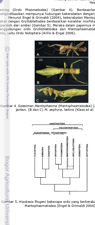 Gambar 4  Spesimen  Mantophasma (Mantophasmatodea) (A) M. subsolana, 