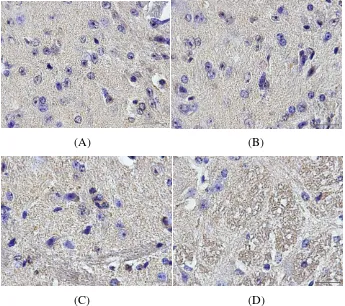 Gambar 3 Hasil Imunohistokimia Bagian Dorsal Horn dari Jaringan Spinal Cord 