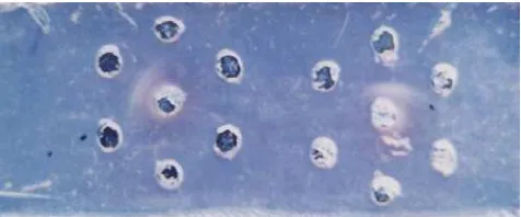Gambar 1. Reaksi positip uji CAMP ditunjukkan oleh adanya hemolisis sempurna  berbentuk kepala panah (arrowhead) sebagai hasil hemolisis yang sinergis antara Staphylococcal β-lysin dari Staphylococcus aureus K-39 (goresan vertikal) dengan faktor CAMP yang 