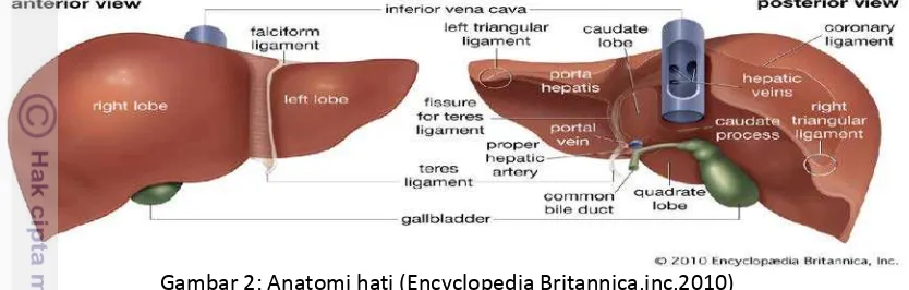 Gambar 2: Anatomi hati (Encyclopedia Britannica,inc,2010) 