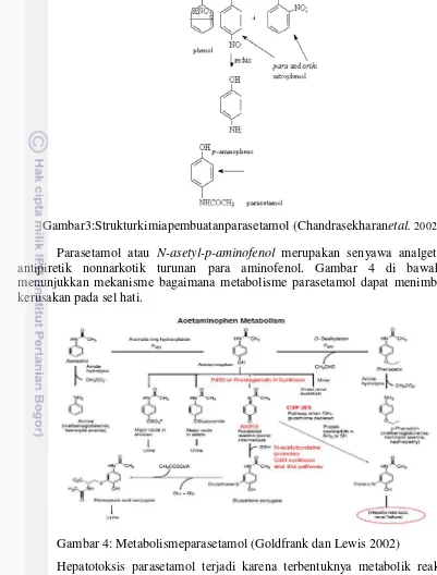Gambar 4: Metabolismeparasetamol (Goldfrank dan Lewis 2002) 