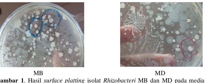 Gambar 2. Karakteristik koloni Rhizobacteri MB dan MD secara mikroskopis 