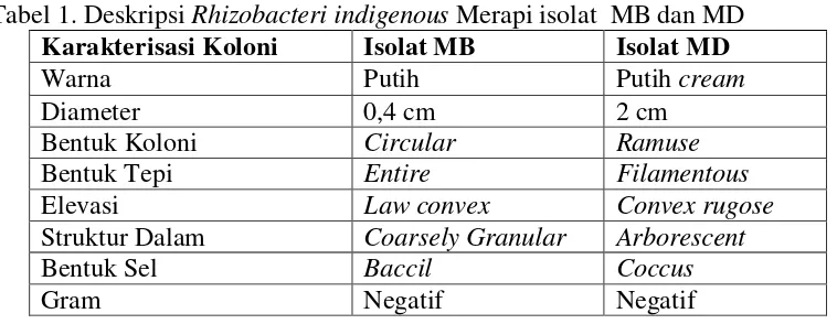 Tabel 1. Deskripsi Rhizobacteri indigenous Merapi isolat  MB dan MD 