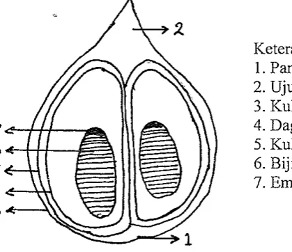 Gambar 1. Morfologi buah salak 