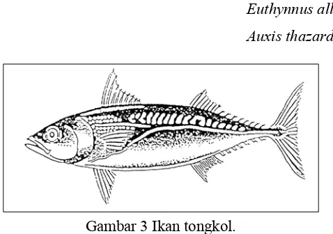 Gambar 3 Ikan tongkol.