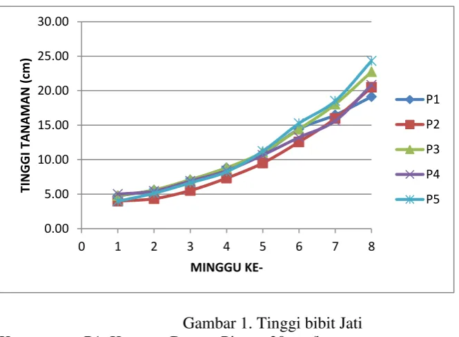 Gambar 1. Tinggi bibit Jati 