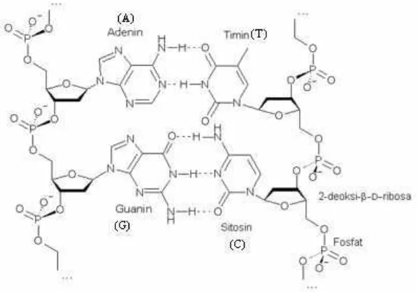 Gambar 1. Struktur Serangkaian Molekul DNA Heliks Ganda. (Sumber: www.wiwapia.com) 