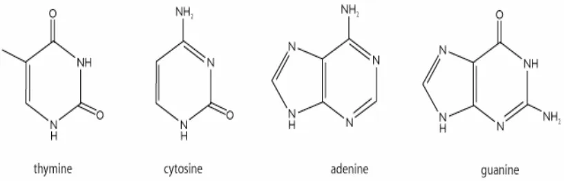 Gambar 2. Struktur Kimia Nukleotida Pembawa Basa Nitrogen Adenin, Guanin, Thymin, dan Cytosin