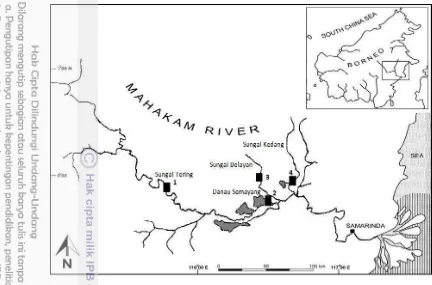 Gambar 5. Lokasi pengambilan sampel ikan di Sungai Mahakam 
