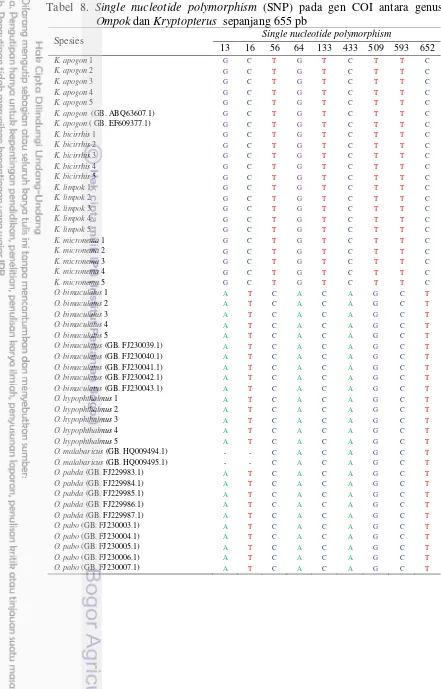 Tabel 8. Single nucleotide polymorphism (SNP) pada gen COI antara genus  Ompok dan Kryptopterus  sepanjang 655 pb 