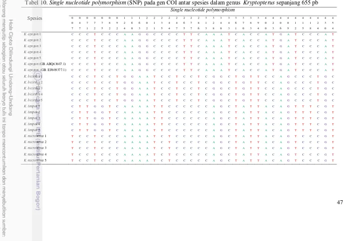 Tabel 10. Single nucleotide polymorphism (SNP) pada gen COI antar spesies dalam genus  Kryptopterus sepanjang 655 pb 
