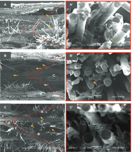Figure 7 Low- and high-magnification SEM images for the cross section of the fracture surface of the hybrid composites: (A-A’) B4, (B-B’) BC, and (C-C’) CB.