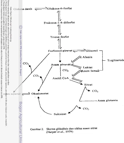 Gambar 2. Skema glikolisis dan siklus asam sitrat 