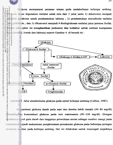 Gambar 4. Jalur metabolisme glukosa pa& epitel kelenjar ambing (Collier, 1985) 