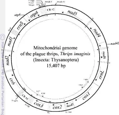 Gambar 2.1 Posisi DNA mtCOI T. imaginis (Shao dan Barker 2003) 