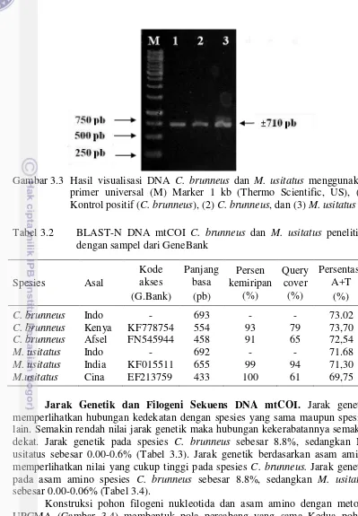 Gambar 3.3 Hasil visualisasi DNA C. brunneus dan M. usitatus menggunakan 