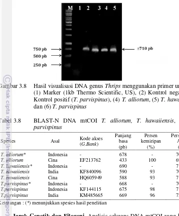 Gambar 3.8 Hasil visualisasi DNA genus Thrips menggunakan primer universal 