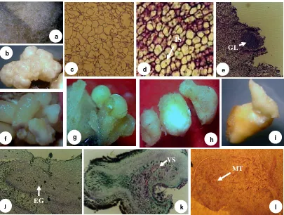 Gambar 5.1  Berbagai struktur kalus dan embrio somatik kelapa kopyor.  a. Kalus non-embriogenik yang tidak friable