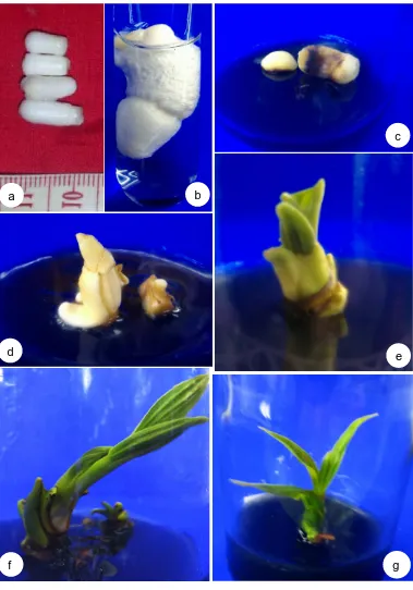 Gambar 4.1 Proses regenerasi kelapa kopyor dari embrio sigotik yang dibelah sampai menjadi planlet sempurna pada media yang mengandung BAP