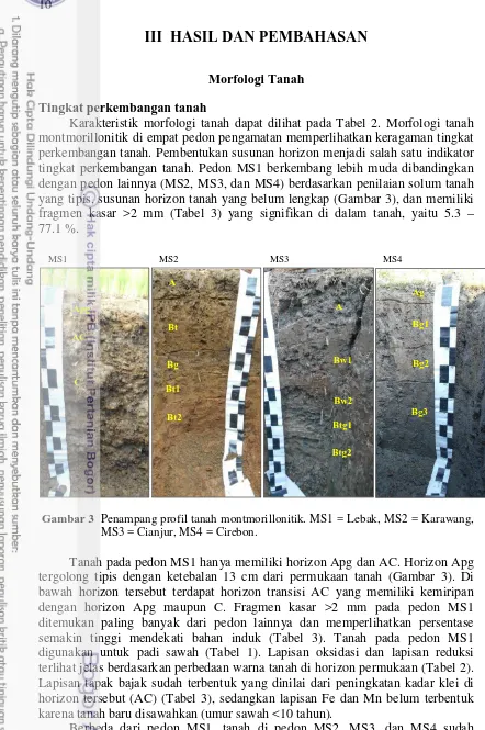 Gambar 3 Penampang profil tanah montmorillonitik. MS1 = Lebak, MS2 = Karawang, MS3 = Cianjur, MS4 = Cirebon