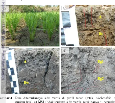 Gambar 4 Zona ditemukannya sifat vertik di profil tanah (retak, slickenside, dan struktur baji)